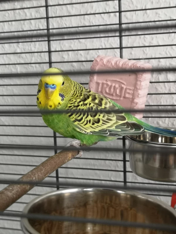 Wellensittich-Bild: Unser Eddy