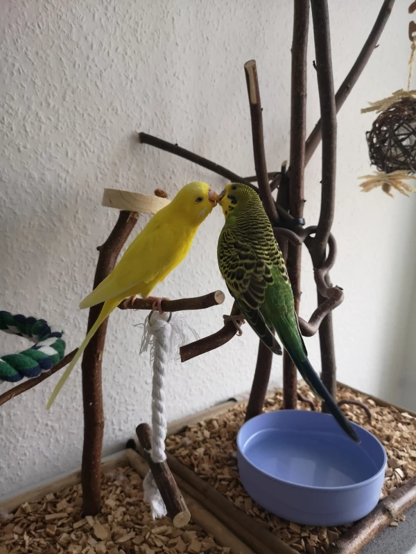 Wellensittich-Bild: Die 2 Guten. 