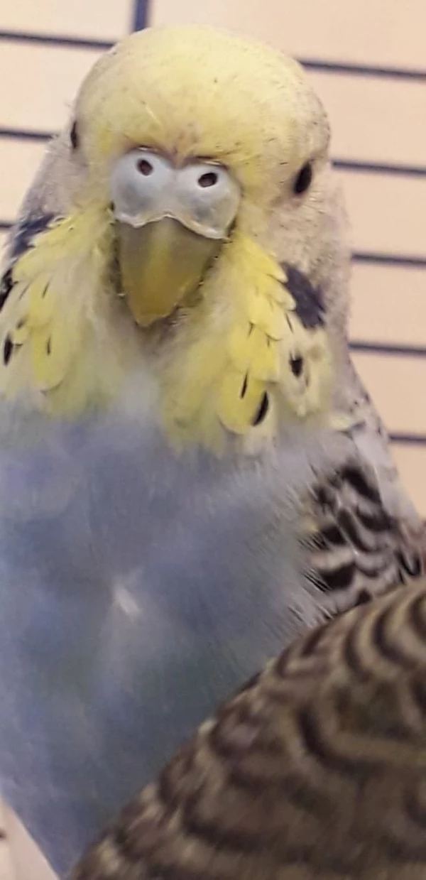 Wellensittich-Bild: Moonie die Chefin