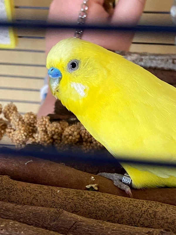 Wellensittich-Bild: Sunny wie die Sonne 