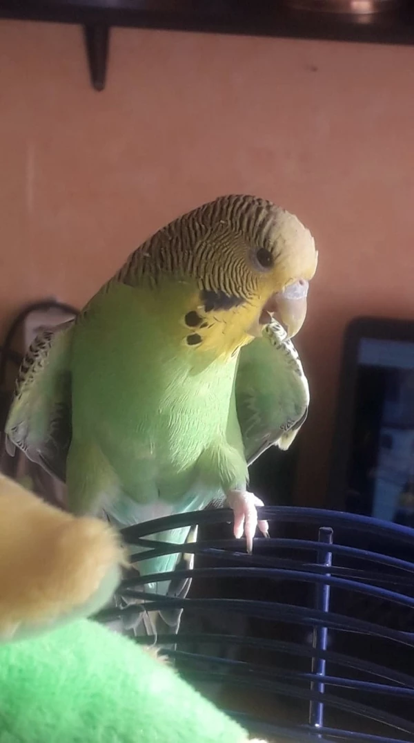 Wellensittich-Bild: Unsere kleine Zicke