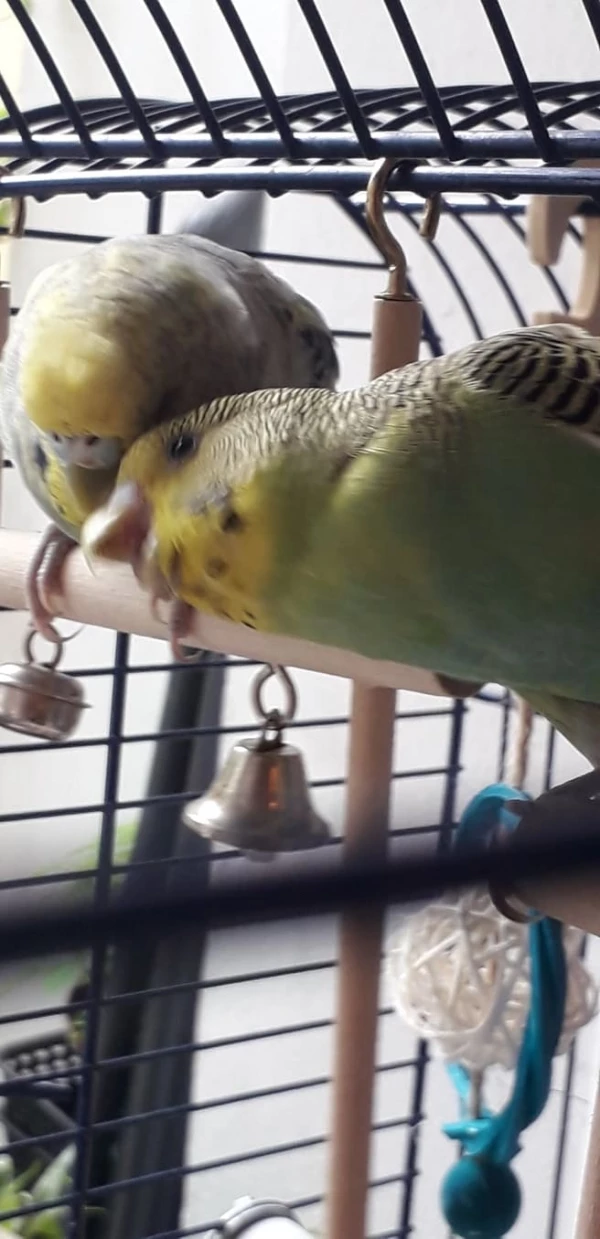 Wellensittich-Bild: meine 2 Flauschkugeln beim kuscheln
