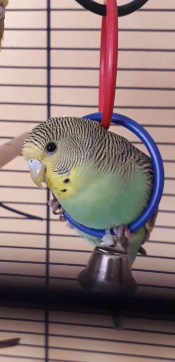 Wellensittich-Bild: unser Budgie