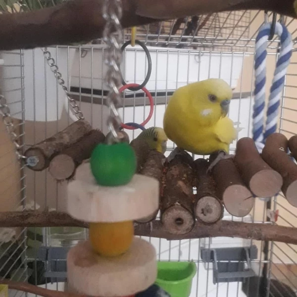 Wellensittich-Bild: Sunny unser neuer Mitbewohner und der neue Partner von Budgie damit sie nicht so alleine ist