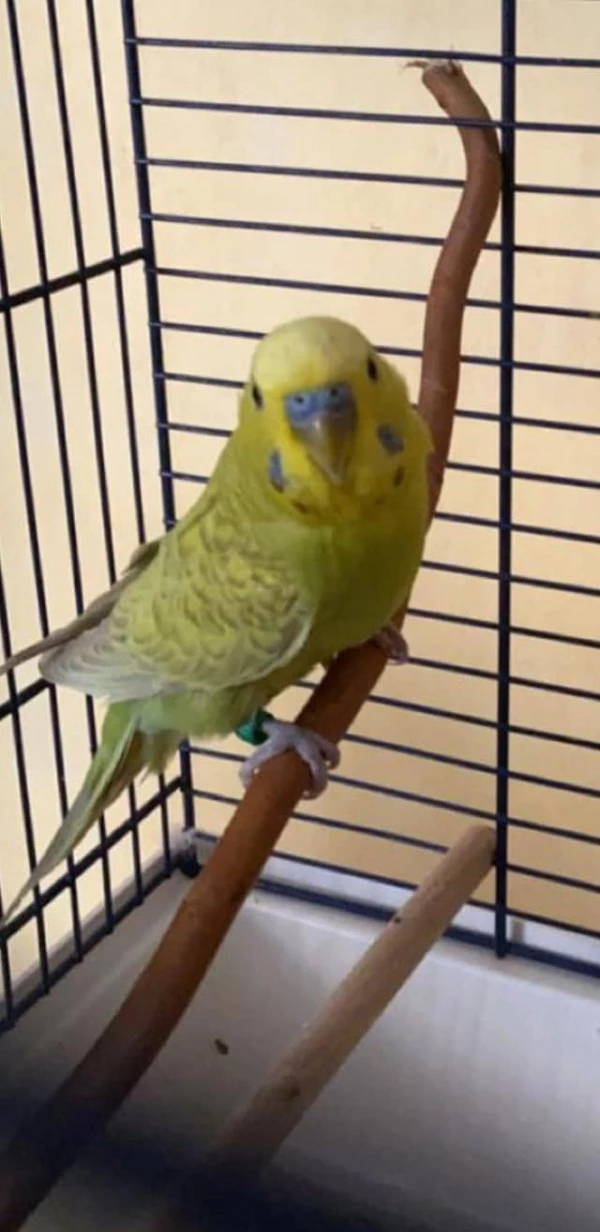 Wellensittich-Bild: Da unser Moonie  über die Regenbogenbrücke gegangen ist haben wir direkt am nächsten Tag einen neunen Partner für unser Budgie geholt damit er nicht allein ist 