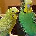 Chippy und Budgie