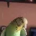 Bugie