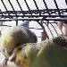 Moonie und Budgie beim Kuscheln