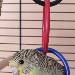 Budgie unser Flauschie