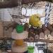 Sunny der neue Partner von Budgie 