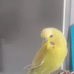Chippy in Pose  