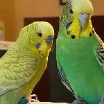 Chippy und Budgie