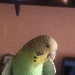 Budgie die Hexe