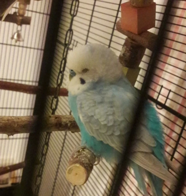 Wellensittich-Bild: Müdes Baby <3