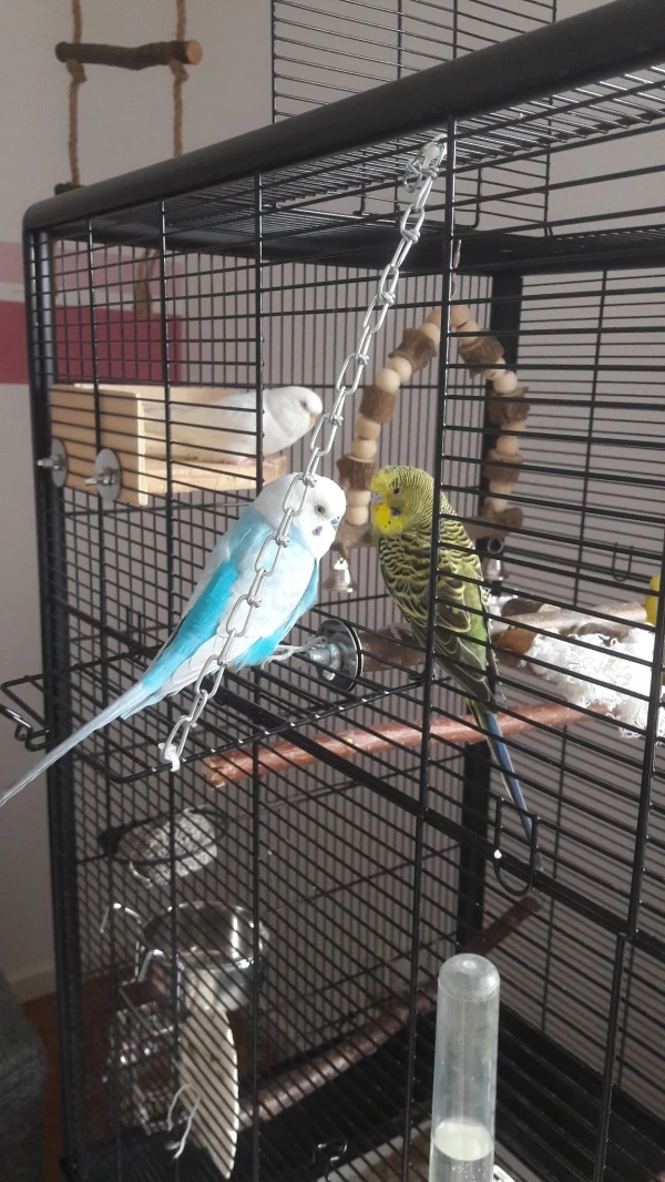 Wellensittich-Bild: Ich liebe sie alle so sehr q3q Mika und Itchy chillen gerne zusammen^^