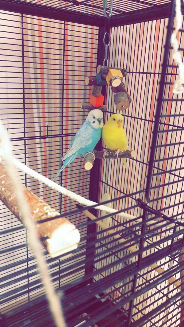 Wellensittich-Bild: Meine Turteltauben >A<♥