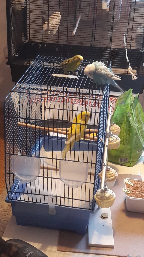 Wellensittich-Bild: Die arme Tibi musste zum Tierarzt und sie hat emotionalen Support von den zwei Süßen bekommen, so wie immer qwq