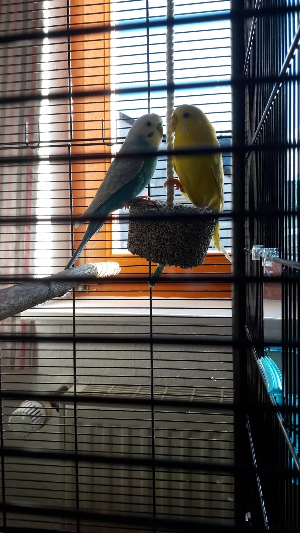 Wellensittich-Bild: Auf diesem Bild, seht ihr meine zwei Schätze Mika (blau) und Tibi (gelb) <3