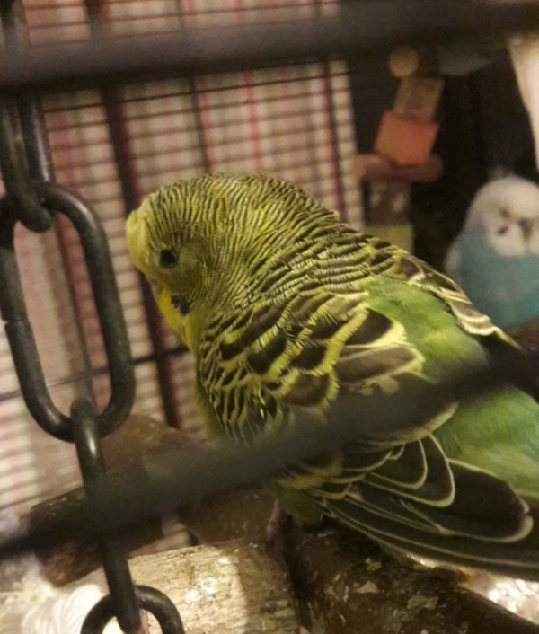 Itchy