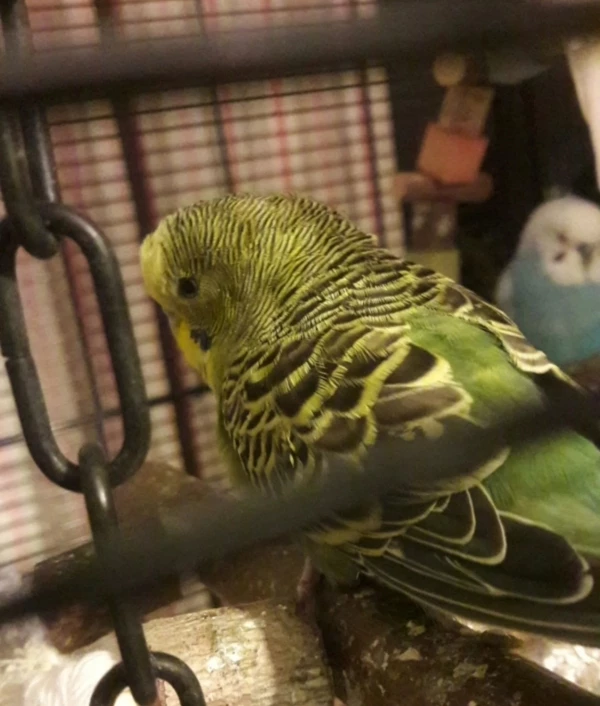 Wellensittich-Bild: Der jüngste im Schwarm :3 Kleines Baby duuu.