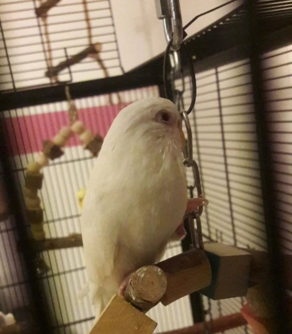 Wellensittich-Bild: Lou ist wirklich ein Engelchen :3 Manchmal aber auch nicht >:P