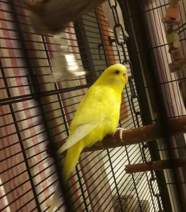 Tibi