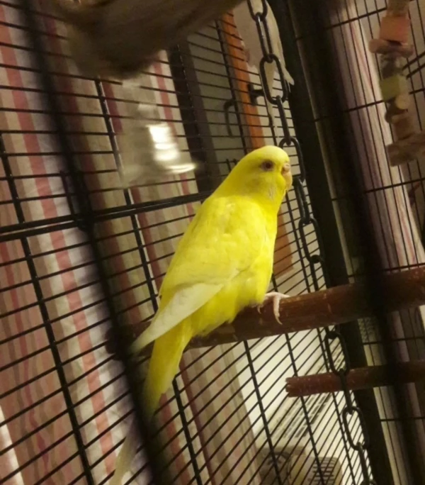 Wellensittich-Bild: Cutes pummeliges Ding du :3