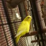 Das ist Tibi 