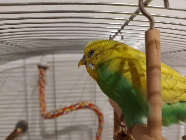Wellensittich-Bild: Wenn ich den kleinen Geiern gute Nacht wünsche gähnt Kiwi immer ganz fleißig.