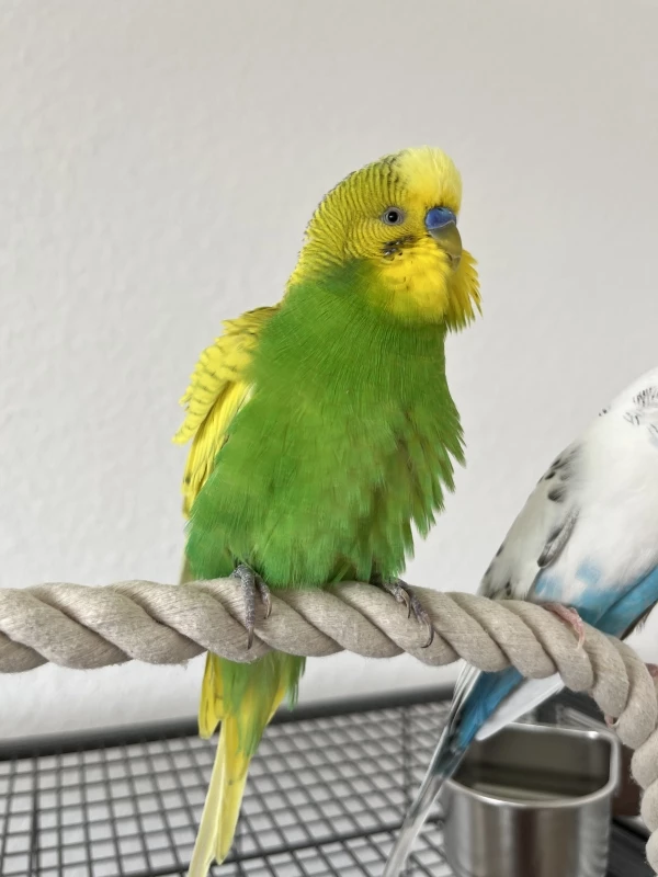 Wellensittich-Bild: Sorry, der Titel musste sein.! :D