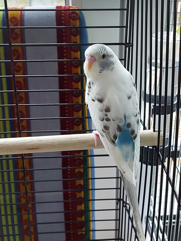Wellensittich-Bild: Der kleine Schönling hat gleich ganz neugierig alles beobachtet und versucht mit Kiwi in Kontakt zu treten.