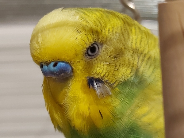 PHPSESSID