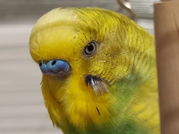 Wellensittich-Bild: Wie kann etwas das so süß und flauschig ist nur so ernst wie mein Kiwi schauen!? :)