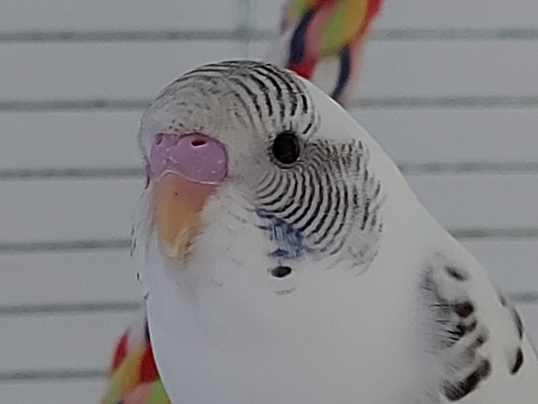 Dalli