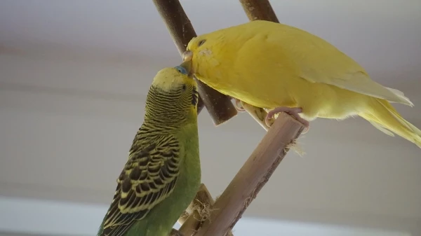 Wellensittich-Bild: Phoenix der Casanova füttert mal wieder seine Sunny.
