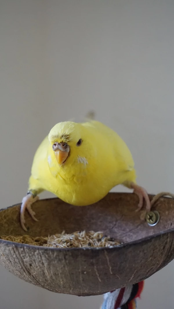 Wellensittich-Bild: Sunny gönnt sich einen Snack und beobachtet mich dabei argwöhnisch. Dabei habe ich mich noch nie erdreistet, mir auch nur ein Korn einzuverleiben.