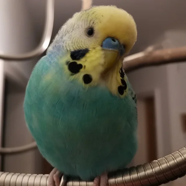 Wellensittich-Bild: Das neue Profilbild