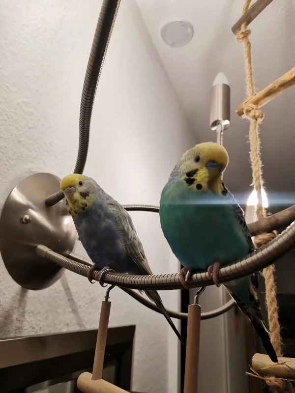 Wellensittich-Bild: Morty ist wieder heiß, mir auf das Handy zu springen, Rick entspannt sich derweil. 