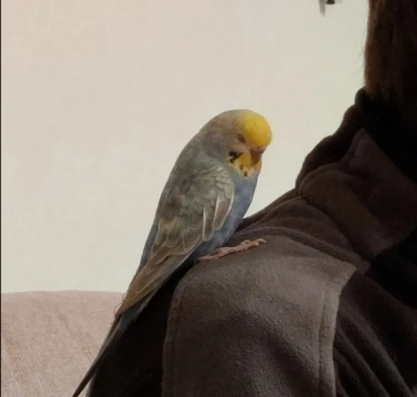 Wellensittich-Bild: Morty kommt nach Feierabend gern zur Begrüßung auf die Schulter, erzählt vom Tag und schläft irgendwann ein. Großartig! 