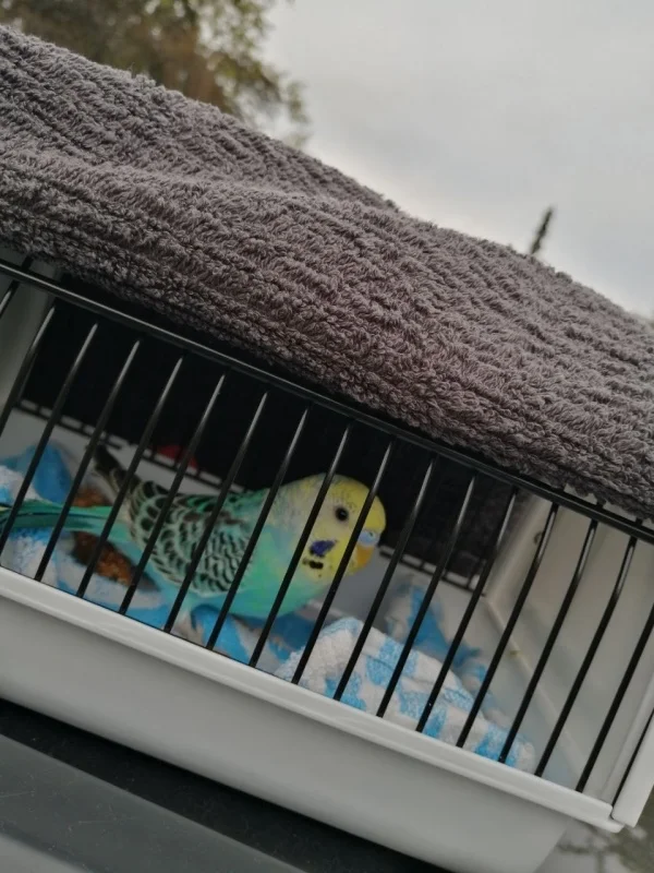 Wellensittich-Bild: Meine Frau hat ihn gesucht und gefunden und abgeholt - mir hat sie nichts davon gesagt, aber war eine riesen Überraschung für Morty und auch für mich. Ich habe lange nach einem guten Züchter gesucht, den wir gern unterstützen wollten. Ursprünglich wollten wir aber einen aus dem Tierheim holen oder einen einsamen nehmen, der ein neues zu Hause sucht. Aber ständig war etwas, aber wir mussten für Morty schnell reagieren.. 