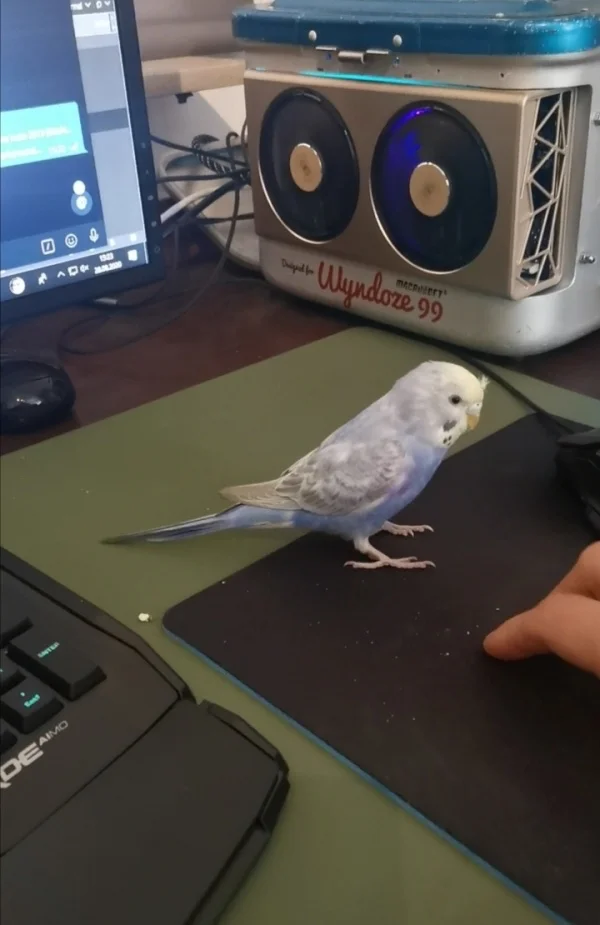 Wellensittich-Bild: Sie will mitspielen! 