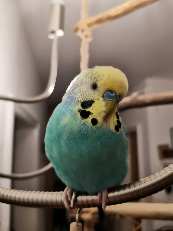 Wellensittich-Bild: Hier macht er sich wieder hübsch vor der Kamera. Danke Morty, dass du auf dem Smartphone gesessen hast, sonst wäre auch dieses Bild nicht möglich gewesen. 
