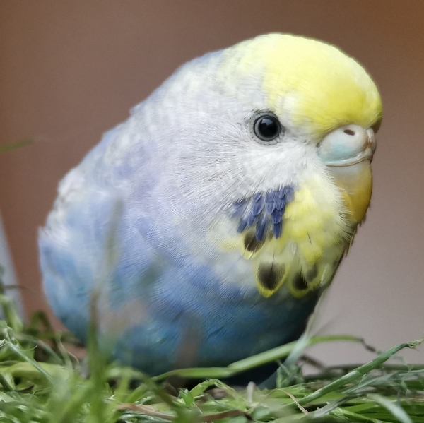 Morty