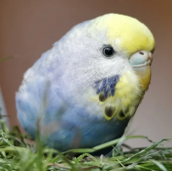 Wellensittich-Bild: Von Morty