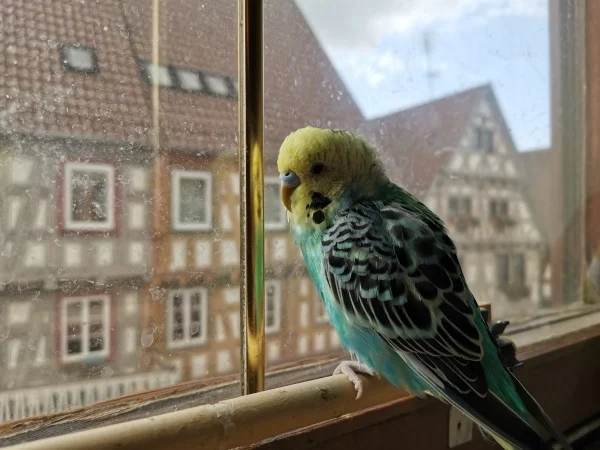 Wellensittich-Bild: Wie machen die eigentlich die Fenster so dermaßen dreckig?! 