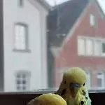 Rick und Morty 