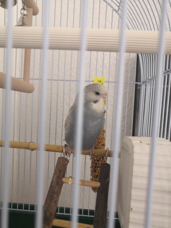 LolaElfriede