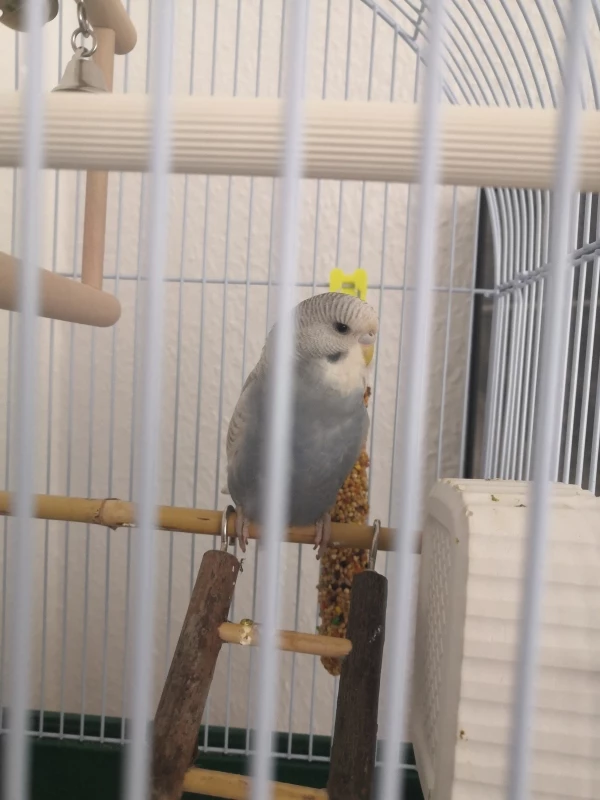 Wellensittich-Bild: Unser Neuankömmling, Lola Elfriede.