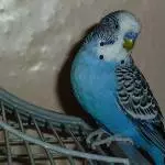 Woody 13 Jahre alt
