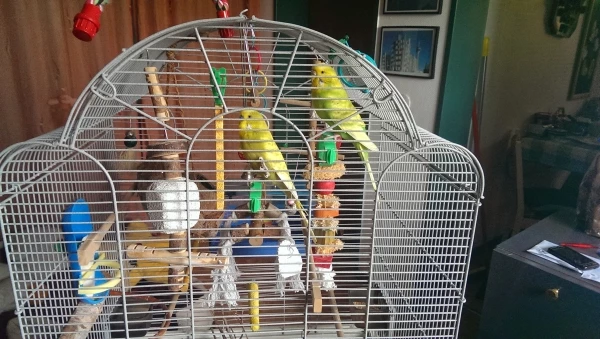 Wellensittich-Bild: Auf diesem Bild sind Bubi und Bibifee noch glücklich vereint doch leider ist unser lieber Bubi ganz plötzlich verstorben ich habe allerdings das Gefühl, dass die Bibifee überhaupt nicht trauert ???? sie spielt unter turnt im Käfig Rum als wäre nichts passiert 
Ist das normal?